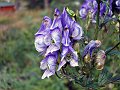 Ranunculaceae - Aconitum napellus_2.jpg